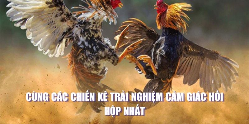 Cùng các chiến kê trải nghiệm cảm giác hồi hộp nhất